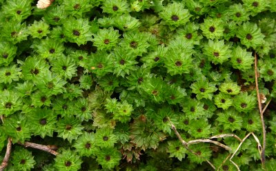 Rhodobryum roseum (Rose bryum)