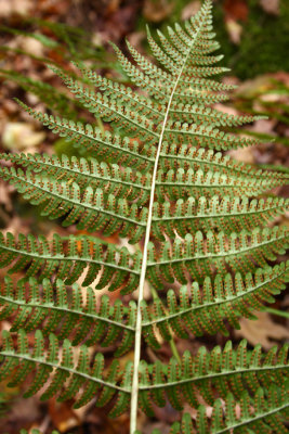 Marginal Woodfern (Dryopteris marginalis)