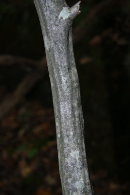 Musclewood (Carpinus caroliniana)