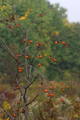 American Persimmon (Diospyros virginiana)