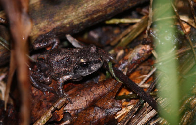 Eastern Spadefoot Toad