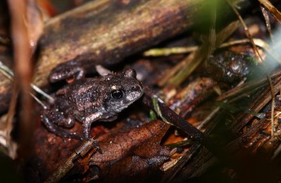 Eastern Spadefoot Toad