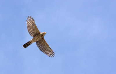 Cooper's Hawk