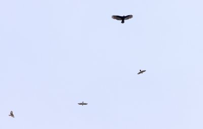 Turkey Vulture, Cooper's Hawks and Broadwinged Hawk