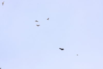Broad-winged Hawks, Turkey Vulture, accipiter