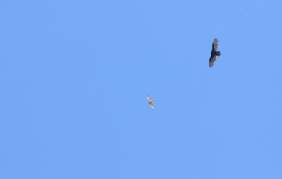 Broad-winged Hawk and Turkey Vulture.