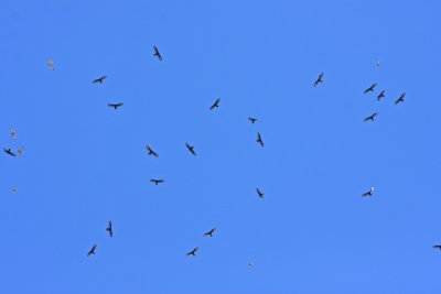 Hawks and vultures