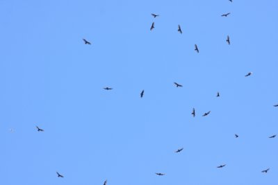 Vultures and one hawk