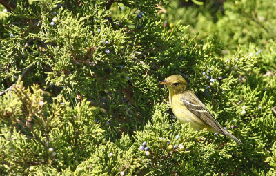 Blackpoll Warbler