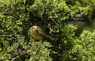 Blackpoll Warbler