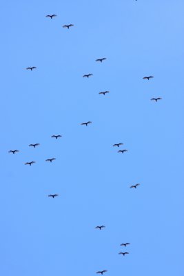 Turkey Vulture formation