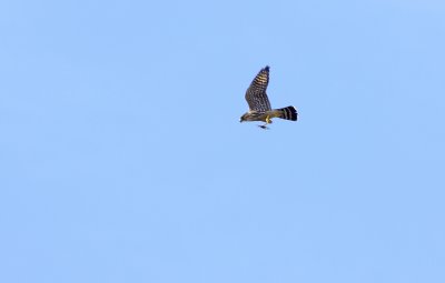 Merlin with lunch