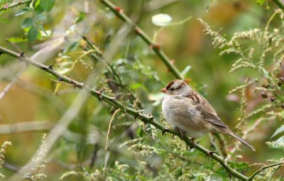 Immature White-crowned Sparrow