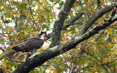 Osprey with fish!