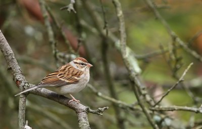 Chipping Sparrow