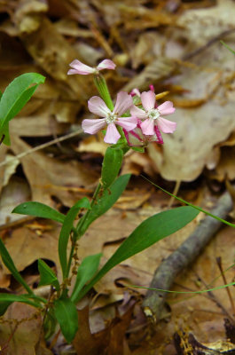 Sticky Catchfly (Silene caroliniana)