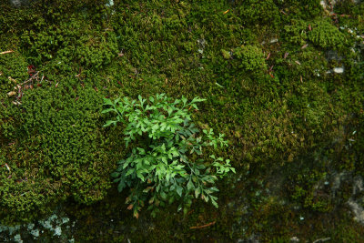 Asplenium ruta-muraria- (Wall Rue)