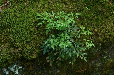 Asplenium ruta-muraria (Wall Rue)