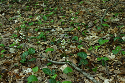 Round-leaved Pyrola (Pyrola rotundifolia)