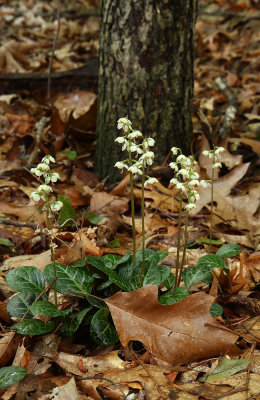 Round-leaved Pyrola (Pyrola rotundifolia)