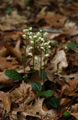 Round-leaved Pyrola (Pyrola rotundifolia)