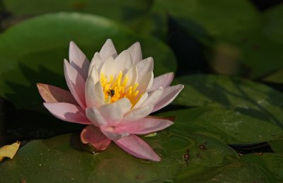 Waterlily (Nymphaea odorata)