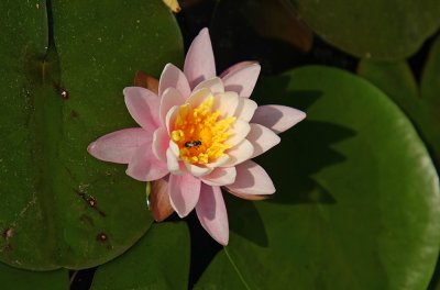 Waterlily (Nymphaea odorata)