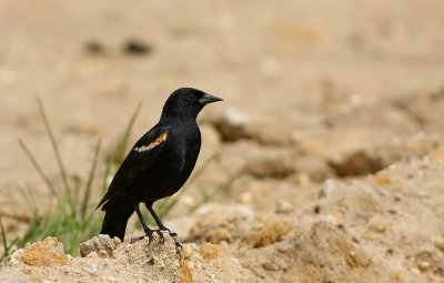 Red-winged Blackbird