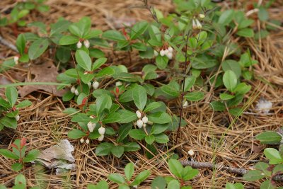 Teaberry (Gaultheria procumbens)