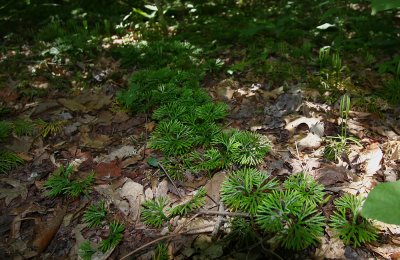 Southern Ground Cedar (Lycopodium digitatum)