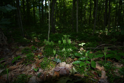 Southern Ground Cedar (Lycopodium digitatum)