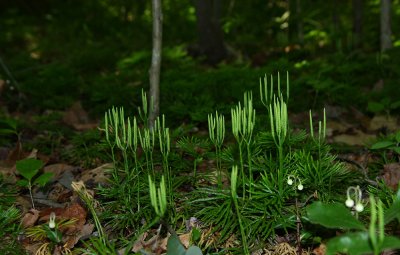 Southern Ground Cedar (Lycopodium digitatum)