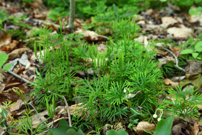 Southern Ground Cedar (Lycopodium digitatum)