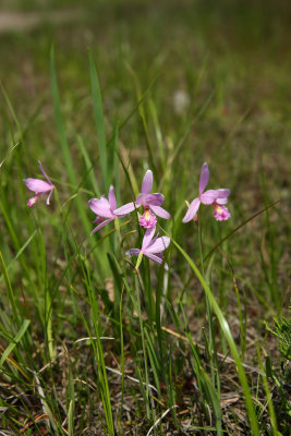 Rose Pogonia Orchids (Pogonia ophioglossoides)