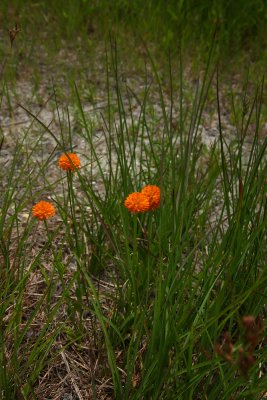 Orange Milkwort (Polygala lutea)