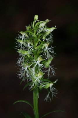 Ragged Fringed Orchid (Platanthera lacera)