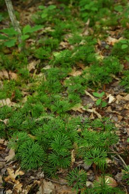 Southern Ground Cedar (Lycopodium digitatum)