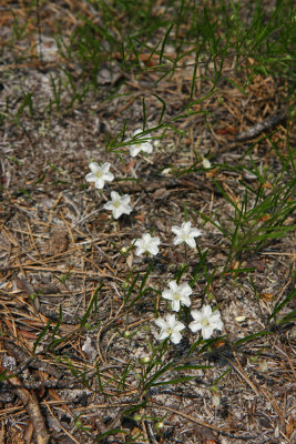 Pickering's Morning Glory (Stylisma pickeringii var pickeringii)