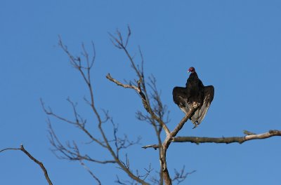 Turkey Vulture in the yoga position
