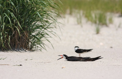 Black Skimmers