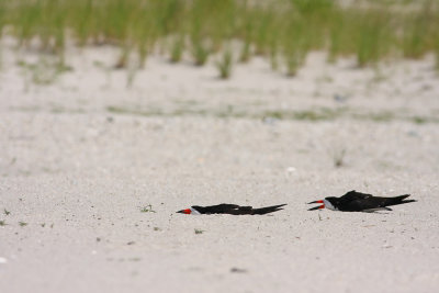 Black Skimmers