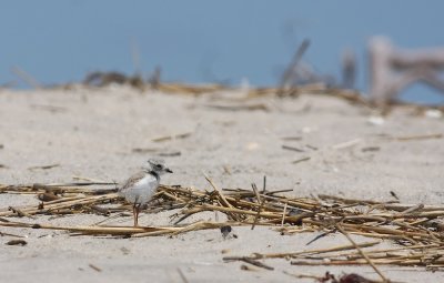 Juvenile Piping Plover