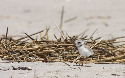 Juvenile Piping Plover