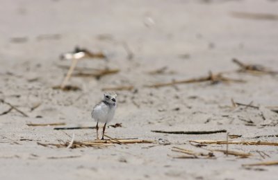 Juvenile Piping Plover