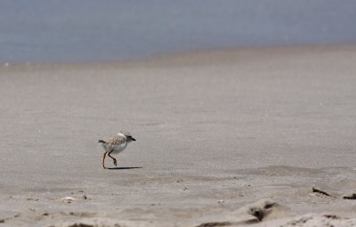 Juvenile Piping Plover