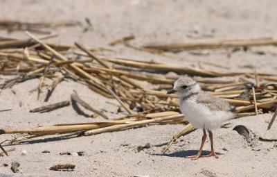 Juvenile Piping Plover