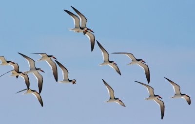 Black Skimmers