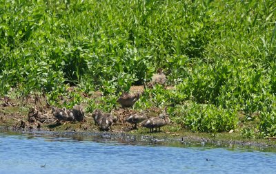 Gadwall mom and chicks