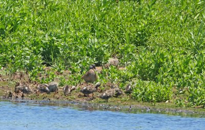 Gadwall mom and chicks