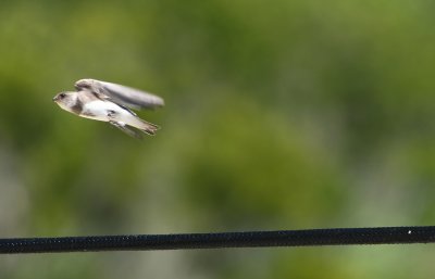 Bank Swallow